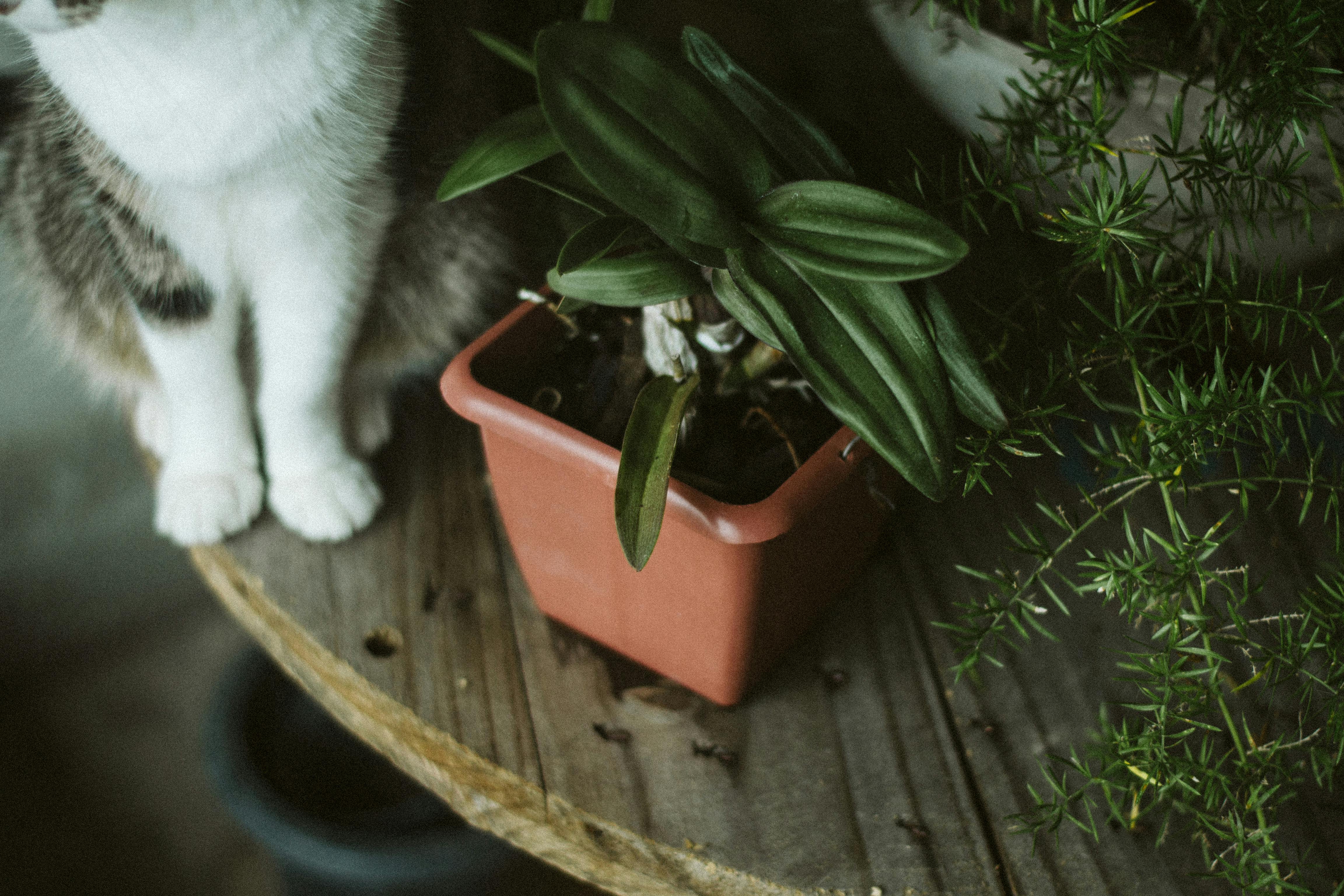 The best catsafe houseplants for pet owners Terrace Garden France