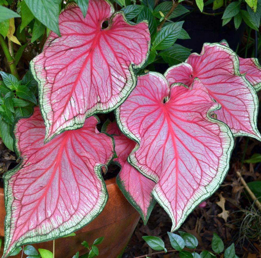 How To Grow Caladiums From Bulb 5253