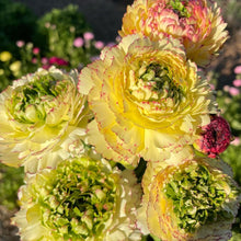 Load image into Gallery viewer, Ranunculus Amandine "Tiger"
