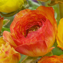 Load image into Gallery viewer, Ranunculus "Picoté Orange"