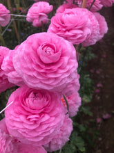 Load image into Gallery viewer, Ranunculus Amandine "Bonbon"