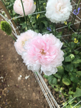 Load image into Gallery viewer, Ranunculus Amandine "Chamallow"