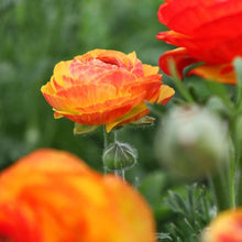Load image into Gallery viewer, Ranunculus "Picoté Orange"