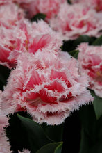 Load image into Gallery viewer, Tulip "Queensland" bulbs