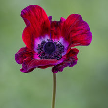 Load image into Gallery viewer, Anemone MISTRAL® 'Bordeaux'