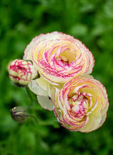 Load image into Gallery viewer, Ranunculus Amandine "Tiger"