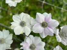 Load image into Gallery viewer, Anemone coronaria "Pale"