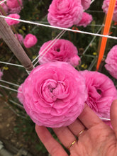 Load image into Gallery viewer, Ranunculus Amandine "Bonbon"