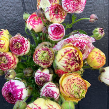 Load image into Gallery viewer, Ranunculus Amandine "Tiger"