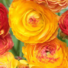 Load image into Gallery viewer, Ranunculus "Picoté Orange"