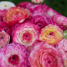 Load image into Gallery viewer, Ranunculus "Picotee Pink"