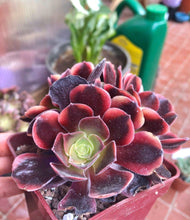 Load image into Gallery viewer, Aeonium Super Bang - Terrace Garden France - #tag1# - Aeonium Super Bang