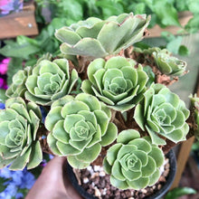Load image into Gallery viewer, Aeonium canariense variegata - Terrace Garden France - Aeonium canariense variegata - Terrace Garden France - #tag1# -