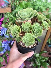 Load image into Gallery viewer, Aeonium canariense variegata - Terrace Garden France - #tag1# -