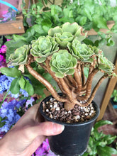 Load image into Gallery viewer, Aeonium canariense variegata - Terrace Garden France - #tag1# -