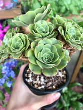 Load image into Gallery viewer, Aeonium canariense variegata - Terrace Garden France - #tag1# -