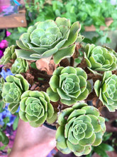 Load image into Gallery viewer, Aeonium canariense variegata - Terrace Garden France - #tag1# -
