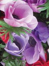 Load image into Gallery viewer, Anemone Galilée Mix