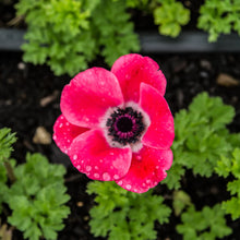 Load image into Gallery viewer, Anemone coronaria "Pinkie"