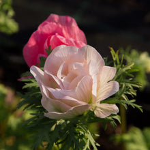 Load image into Gallery viewer, Anemone coronaria "Rosa Chiaro"