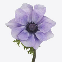 Load image into Gallery viewer, Anemone 'Azzurro' Mistral Plus coronaria - Terrace Garden France - #tag1# -
