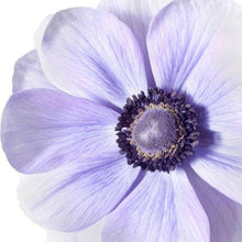Load image into Gallery viewer, Anemone 'Azzurro' Mistral Plus coronaria - Terrace Garden France - #tag1# -