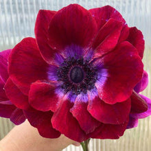 Load image into Gallery viewer, Anemone Carmel "Bordeaux" - Terrace Garden France - #tag1# -