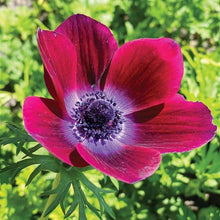 Load image into Gallery viewer, Anemone Carmel "Bordeaux" - Terrace Garden France - #tag1# -