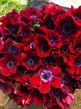 Load image into Gallery viewer, Anemone Carmel "Bordeaux" - Terrace Garden France - #tag1# -