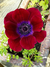 Load image into Gallery viewer, Anemone Carmel "Bordeaux" - Terrace Garden France - #tag1# -