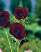 Load image into Gallery viewer, Anemone Carmel "Bordeaux" - Terrace Garden France - #tag1# -
