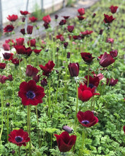 Load image into Gallery viewer, Anemone Carmel "Bordeaux" - Terrace Garden France - #tag1# -
