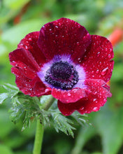 Load image into Gallery viewer, Anemone Carmel "Bordeaux" - Terrace Garden France - #tag1# -
