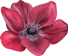 Load image into Gallery viewer, Anemone Carmel "Bordeaux" - Terrace Garden France - #tag1# -