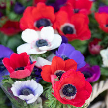 Load image into Gallery viewer, Anemone "De Caen" Coronaria mix - Terrace Garden France - #tag1# -