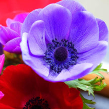Load image into Gallery viewer, Anemone "De Caen" Coronaria mix - Terrace Garden France - #tag1# -