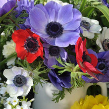 Load image into Gallery viewer, Anemone "De Caen" Coronaria mix - Terrace Garden France - #tag1# -
