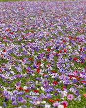 Load image into Gallery viewer, Anemone "De Caen" Coronaria mix - Terrace Garden France - #tag1# -