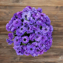 Load image into Gallery viewer, Anemone Fullstar Blue - Terrace Garden France - #tag1# - Anemone Fullstar Blue