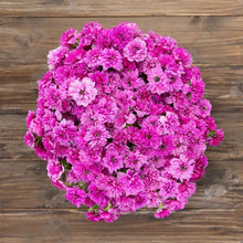 Load image into Gallery viewer, Anemone Fullstar Pink - Terrace Garden France - #tag1# - Anemone Fullstar Pink