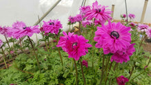 Load image into Gallery viewer, Anemone Fullstar Pink - Terrace Garden France - #tag1# - Anemone Fullstar Pink