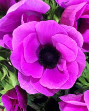 Load image into Gallery viewer, Anemone 'Fuscia' Mistral Plus Coronaria - Terrace Garden France - #tag1# -