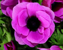 Load image into Gallery viewer, Anemone 'Fuscia' Mistral Plus Coronaria - Terrace Garden France - #tag1# -