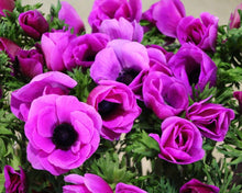 Load image into Gallery viewer, Anemone 'Fuscia' Mistral Plus Coronaria - Terrace Garden France - #tag1# -