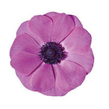 Load image into Gallery viewer, Anemone 'Fuscia' Mistral Plus Coronaria - Terrace Garden France - #tag1# -