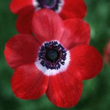Charger l'image dans la galerie, Anemone "Hollandia" Coronaria bulbs - Terrace Garden France - #tag1# -
