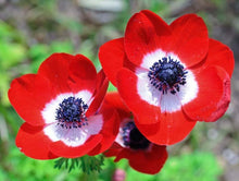 Charger l'image dans la galerie, Anemone "Hollandia" Coronaria bulbs - Terrace Garden France - #tag1# -
