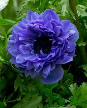 Load image into Gallery viewer, Anemone "Lord Lieutenant" Coronaria bulbs - Terrace Garden France - #tag1# -