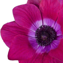Load image into Gallery viewer, Anemone "Magenta" Mistral coronaria - Terrace Garden France - #tag1# -