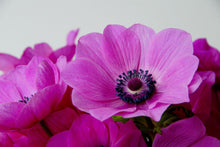 Load image into Gallery viewer, Anemone "Sylphide de Caen" bulbs - Terrace Garden France - #tag1# -